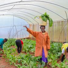 Jedida Mesi and the Mwavunyu Chakiloli Youth Group harvest fresh vegetables from their climate-smart greenhouse.