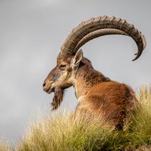 A Walia ibex in Ethiopia. © Kevin Dooley, Benjamin Mkapa African Wildlife Photography Awards 2021.
