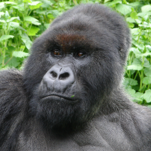 Pablo, a charismatic and playful gorilla. Credit: Dian Fossey Gorilla Fund.