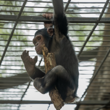 A chimpanzee rescued from poachers in Dja Faunal Reserve, taken to Mvog-Betsi Zoo in Yaounde for recuperation.