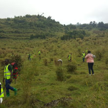Youth Volunteers help plant indigenous bamboo in Volcanoes National Park, Rwanda.