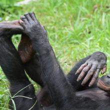 A bonobo resting in the grass of the Lomako-Yokokala Wildlife Reserve.