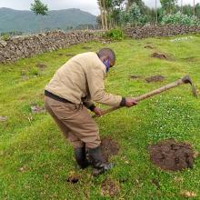 Hitimana Fideli preparing planting holes in Volcanoes National Park, supporting bamboo restoration and ecosystem recovery.