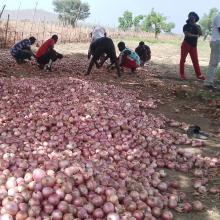 The onion harvest from the community farm in Tchamba, Cameroon.
