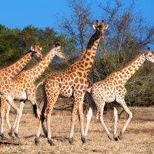 Kordofan giraffes move across the African savanna.