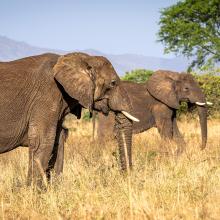 Elephants grazing in Kidepo National Park.