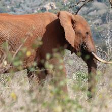 Elephants at Amaka Conservancy in Kenya’s Tsavo Landscape.