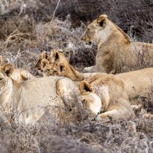 A pride of lions in Kenya's Tsavo landscape. © AWF