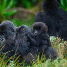 Gorilla family