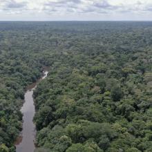 The Dja Faunal Reserve in Cameroon. © Guerchom Ndebo
