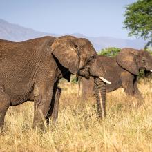 A pair of elephants roam the Kidepo Valley.