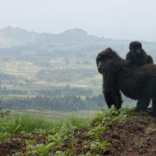 A mountain gorilla with her child in Volcanoes National Park, Rwanda. © McDonald Wildlife Photography, Inc.