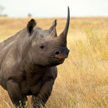 A rhino on the African savanna. © AWF