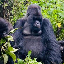 Muturengere, the mightiest (and gentlest) silverback in Volcanoes National Park, keeping a loving, watchful eye over the Isimbi family’s little ones. 