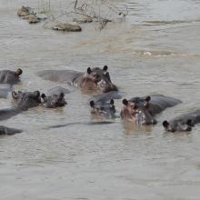 A pod of hippos in Faro National Park, Cameroon. © AWF