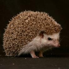 African pygmy hedgehog. Photo by: Denis Carl