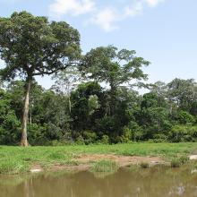 Photo of trees and shrubs in Dja Biosphere Reserve in Cameroon