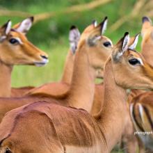 Close-up photo of a group of young female impalas at Soysambu Conservancy near Kenya's Lake Nakuru National Park