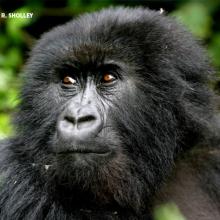 Close-up photo of a mountain gorilla in dense forest habitat in Rwanda