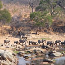 Photo of a herd of African elephants crossing dry riverbed in Ruaha National Park