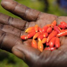 Close-up photo of chili peppers grown by rural farmers in Uganda to repel elephants