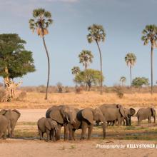 Photo of large herd of elephants in savanna grassland in southern Tanzania