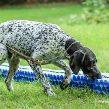 Photo of AWF-trained sniffer dog demonstrating how illegal wildlife products are found