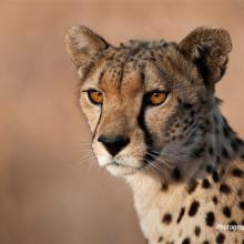 Close-up photo of young male cheetah at sunset 