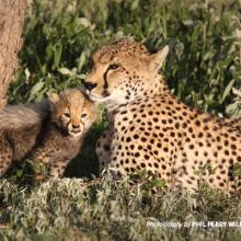 Close-up photo of cheetah cub with adult sitting in savannah grassland