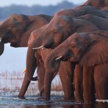 Photo of a herd of African elephants drinking at a watering hole in Botswana