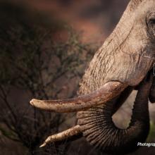 Close-up photo of an African elephant's tusk and trunk