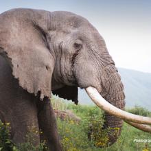 Close-up photo of adult African elephant in shrubs