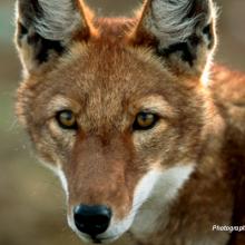 Close-up photo of a lone Ethiopian wolf