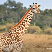 Close-up photo of a young Maasai giraffe in Kenyan savanna landscape