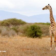 Photo of young giraffe in dry savannah grassland in Tsavo wildlife area in Kenya