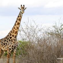 Photo of lone Maasai giraffe in Tsavo savanna grassland in Kenya