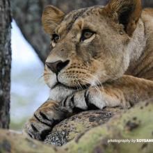 Close-up photo of lion resting in Soysambu Conservancy near Nakuru National Park, Kenya