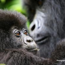 Close-up photo of baby mountain gorilla with adult mountain gorilla in background