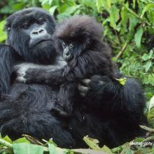 Photo of baby mountain gorilla with mother in forested habitat in the Virunga mountains