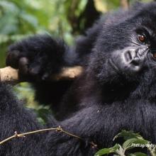 Photo of mountain gorilla gripping tree branch in Volcanoes National Park in Rwanda