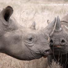 Close-up photo of adult hooklipped eastern black rhino and juvenile rhino