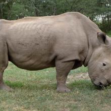 Photo of the last male northern white rhino in Ol Pejeta Conservancy in Kenya