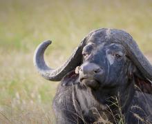 African Buffalo