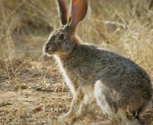 African Hare