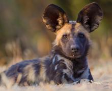 African Wild Dog