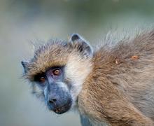 Baboon