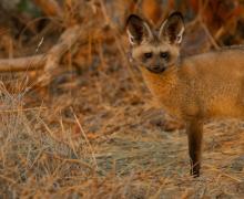 Bat-Eared Fox