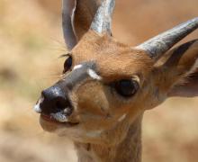 Bushbuck