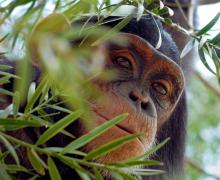 Chimpanzee
