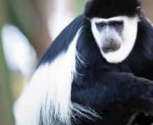 Colobus Monkey